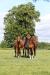 Yearling Colts 1